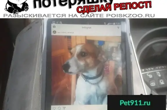 Пропала собака в районе Весенней, Владивосток