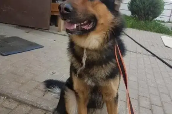 Найдена собака на Новой Риге 11 июня: метис, дружелюбный, временно в приюте.
