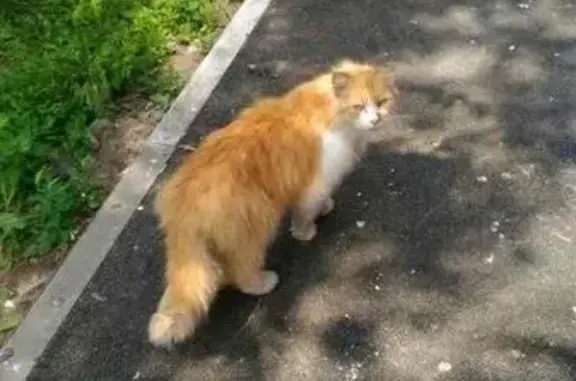 Найден красивый кот на Белгородском проспекте