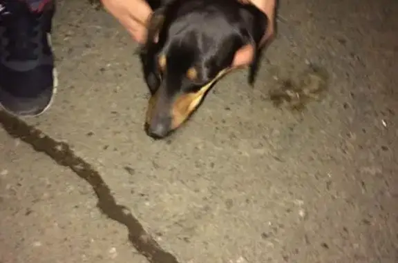 Собака найдена на улице Пушкинской, Ижевск, хозяин отзовитесь!
