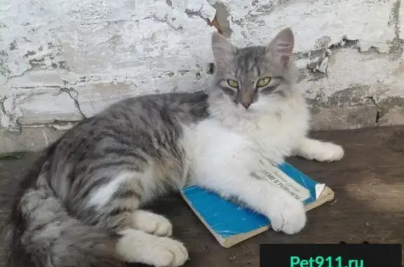 Пропала кошка на улице Айдарова, Казань