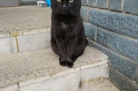 Найдена кошка на ул. Даргомыжского в Н. Новгороде