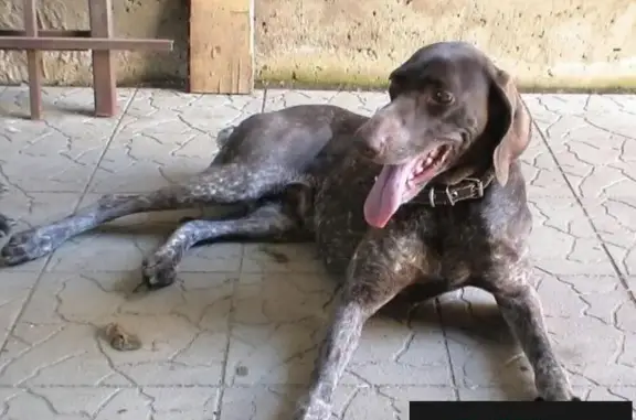 Найдена собака в Армавире, ищем владельца!