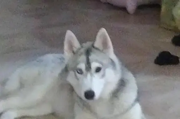 Собаки потеряшки, Макаровка, фото: Потеряшка собака с разными глазами в Макаровке, Республика Мордовия