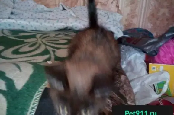 Срочно ищем хозяина для кошки в Томске