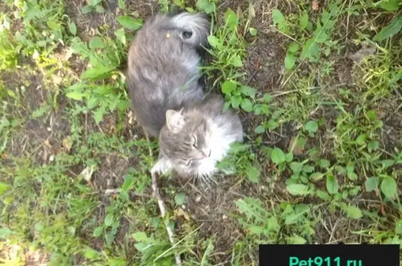 Найден пушистый серый кот на Ленина 32