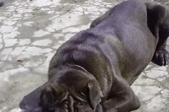 Найдена собака в Омске, ищем старых или новых хозяев