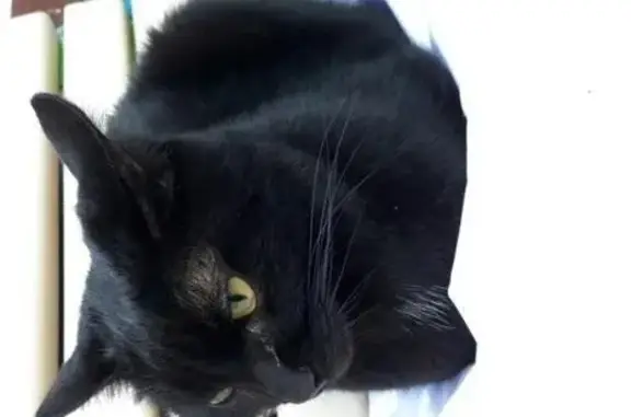 Найдена черная кошка на Филевском бульваре