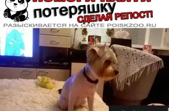 Пропала собака в пгт Оболенск, Московская область