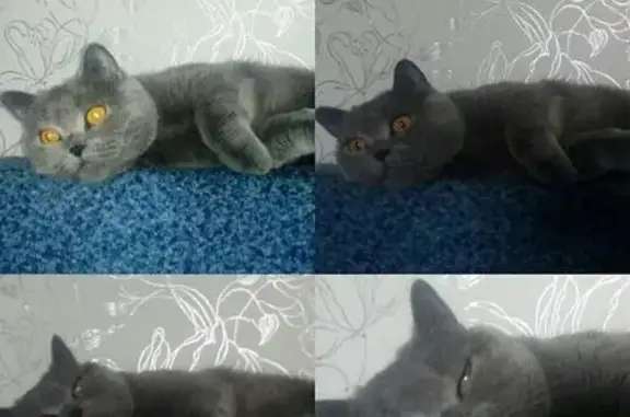 Пропала кошка в Лыткарино, ул. Первомайская, помогите найти!