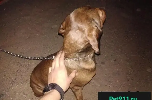 Найдена собака в Чите возле Телецентра