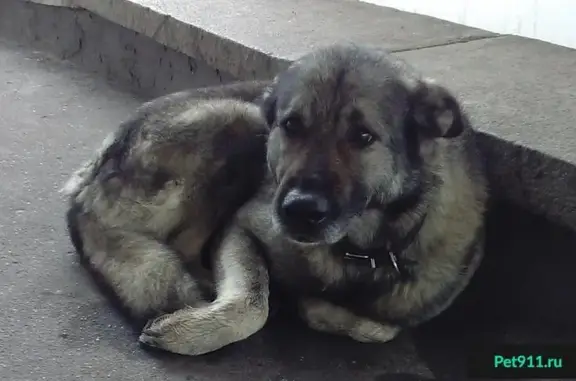 Собака найдена возле Москвариума на ВДНХ, сопровождала до Останкинского парка и ТЦ Останкино.