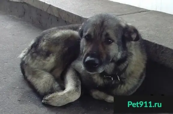 Собака найдена на ВДНХ в Останкинском парке