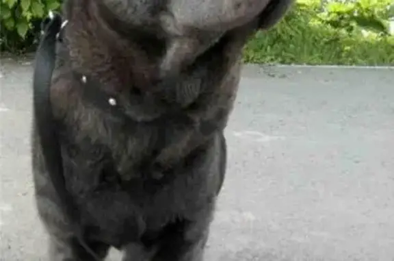 Пропала собака в Челябинске, ул. Сони Кривой и Энгельса, цвет серый, зовут Борис