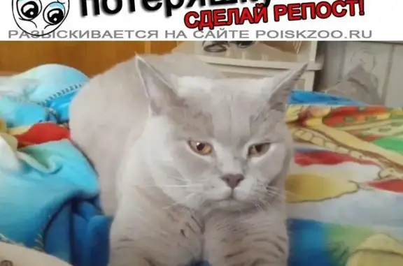 Кошки потеряшки, Севастополь, фото: Потеряшка британская кошка в СНТ Лесовод г.Фрязино