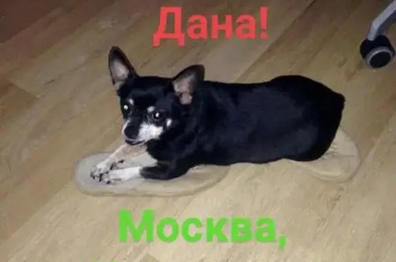 Пропала собака в Москве, вознаграждение гарантировано!