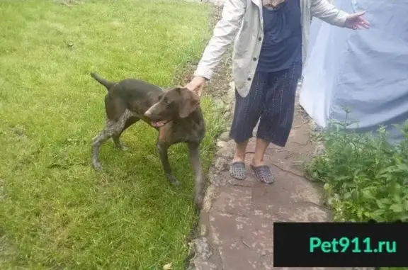 Найдена охотничья собака в Пятигорске