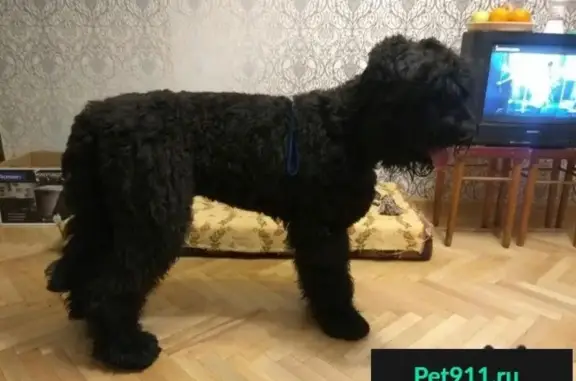 Пропала собака в районе Москвы Аэропорт.