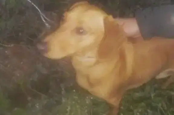Найдена собака в Коломне на ул. Пароходная-Тепловозостроителей