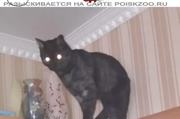 Объявления о пропавших и найденных животных, Ханты-Мансийск, фото: Пропал кот на ул. Осенней, 5 в Учхозе