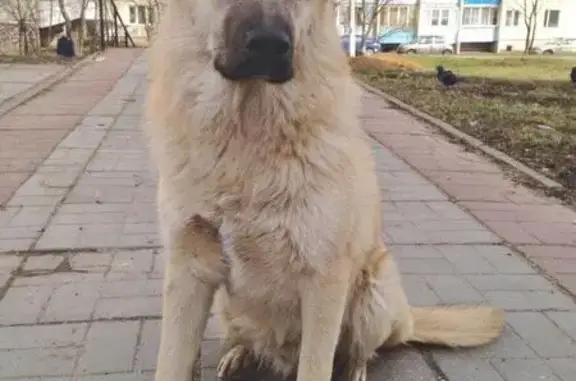 Найден молодой кобель в Красногорске