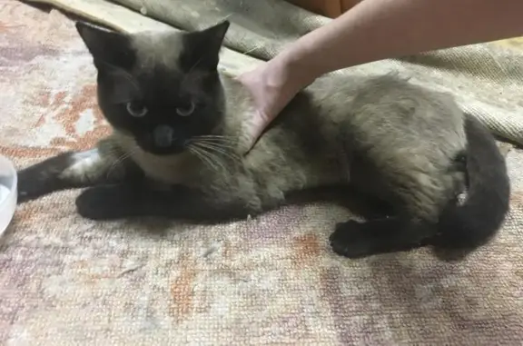 Найдена кошка на ул. Папанина 9, нужна помощь ветеринаров