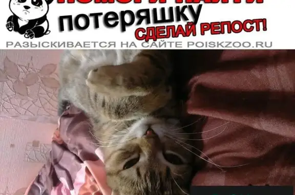 Пропала кошка на ул. Щорса, 20 (Красноярск)