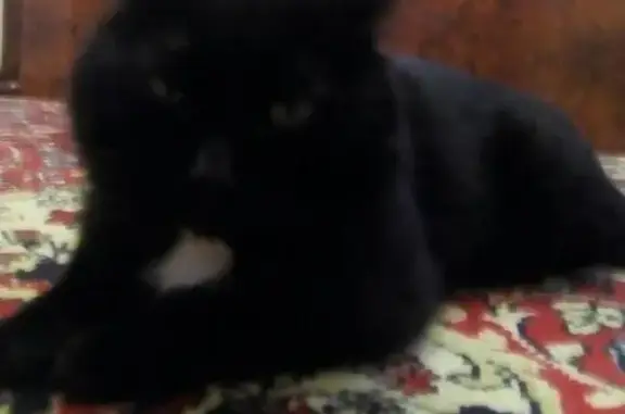 Кошки потеряшки, Таганрог, фото: Потеряшка кот Мурзик на Мариупольском шоссе 13 аллея.