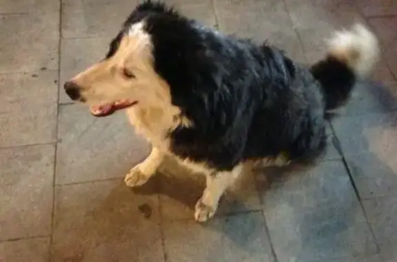 Пропала собака в южной Москве! SOS!