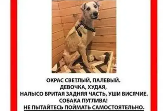 Пропала пугливая собака в Мневниках, Москва