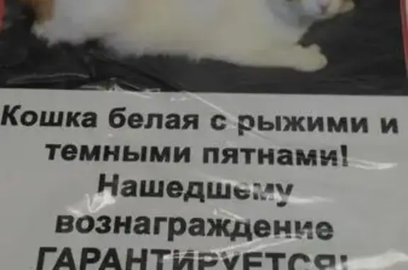 Пропала кошка на ул. Конотопской, Екатеринбург