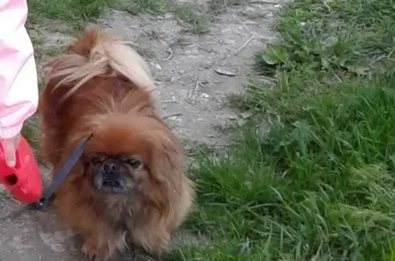 Пропала собака в Збурьевке, Крым!