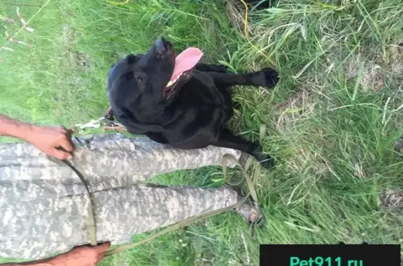 Найден кобель лабрадор в Серпуховском районе