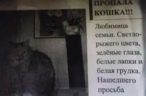 Пропала кошка в Жуковском!