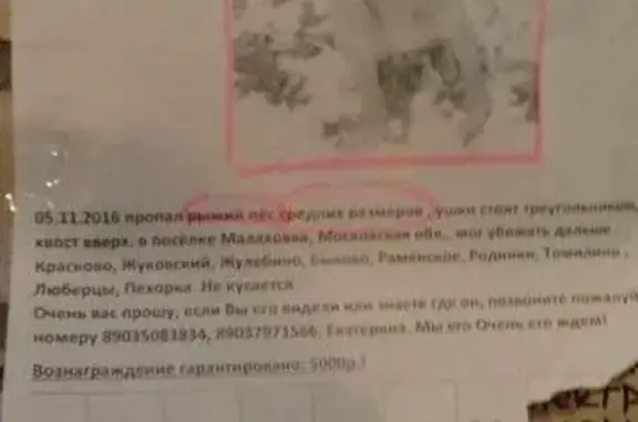 Пропала средняя рыжая собака в Жуковском, МО