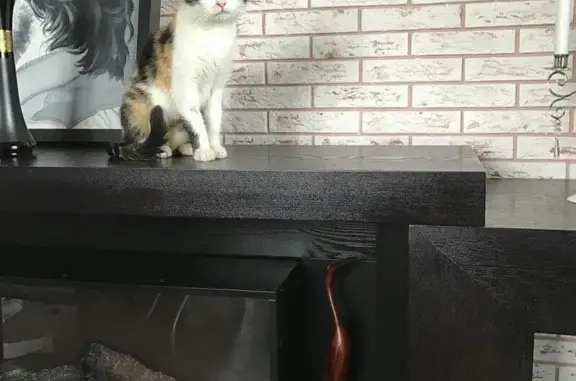 Ласковая кошка Мура ищет дом в Жуковском