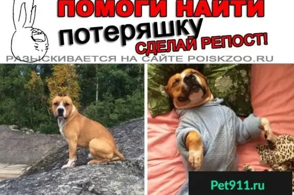 Пропала собака в Красногвардейском районе, Санкт-Петербург