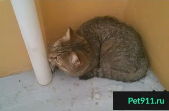 Кошка Кот найдена на 21-й Амурской улице.