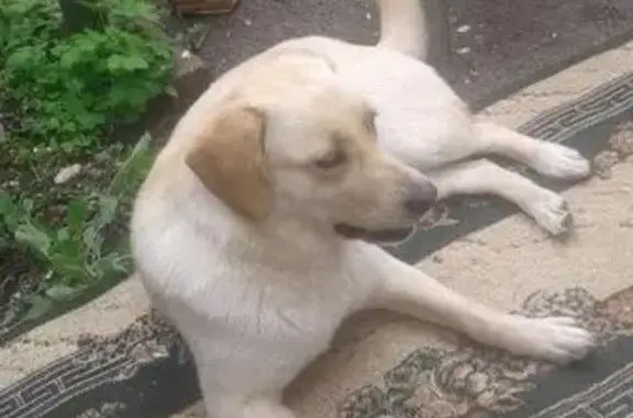 Пропала собака на ул. 8 Марта, Ставрополь