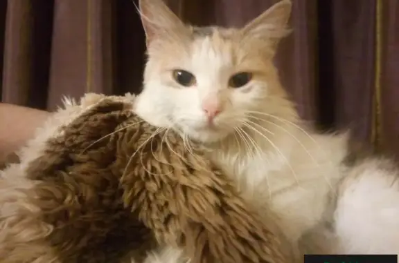 Найдена домашняя трехцветная кошка в Жуковском, ул. Чкалова 39