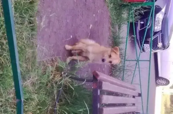 Найдена собака на ул. Урванцева, Красноярск, микрорайон Северный