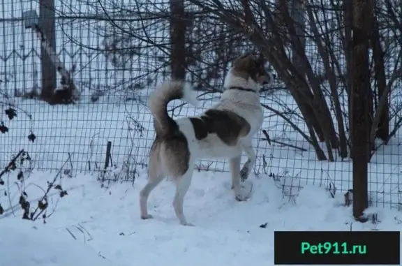 Пропала собака в Зябликово, Москва: белая дворняжка Марта, чипирована.