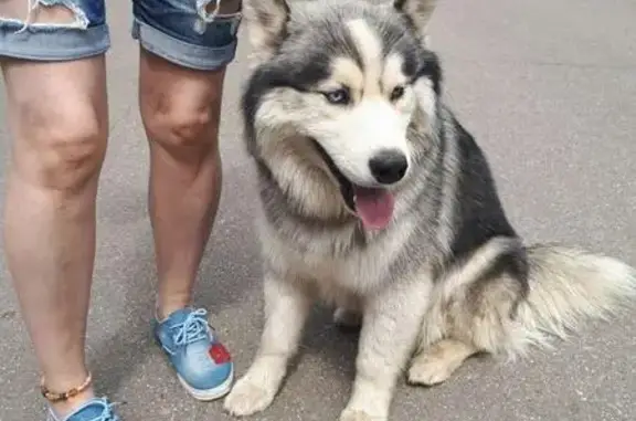 Собака найдена в районе 72 пту, Королёв, Московская область
