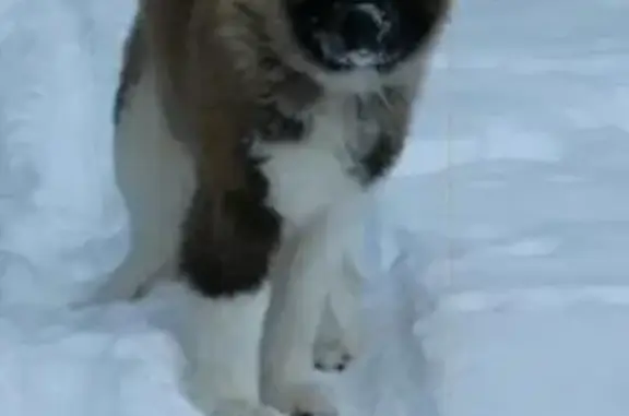 Пропала собака Шаман в Обнинске, Калужская область