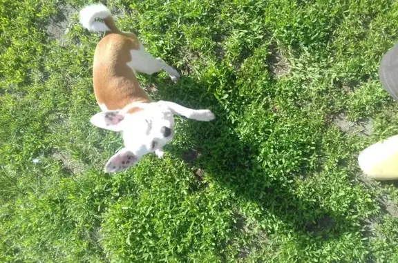 Собаки потеряшки, Гапкинское, фото: Потеряшка собака в Ростовской области