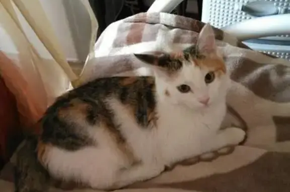 Пропала кошка в Ленинском районе, зовут Ева