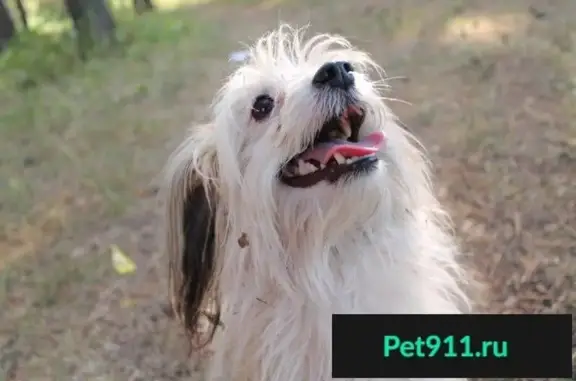 Собаки потеряшки, Исетское, фото: Потеряшка собака в Свердловской области, порода КИТАЙСКАЯ ХОХЛАТАЯ, бело-рыжая шерсть, мальчик, 6 лет.