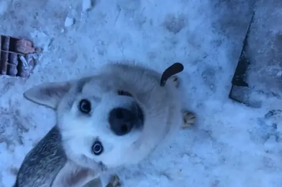 Пропала собака в Лапшинке, Москва