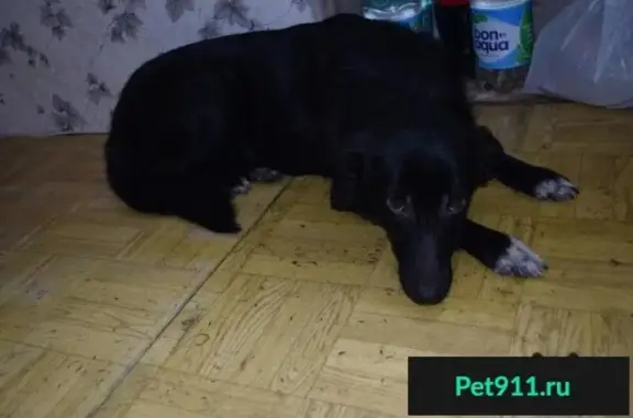 Пропала собака Джена в Мытищах, Московская область