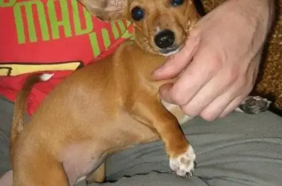 Собаки потеряшки, Грузинское, фото: Потеряшка собака в деревне Стеремно, вознаграждение!